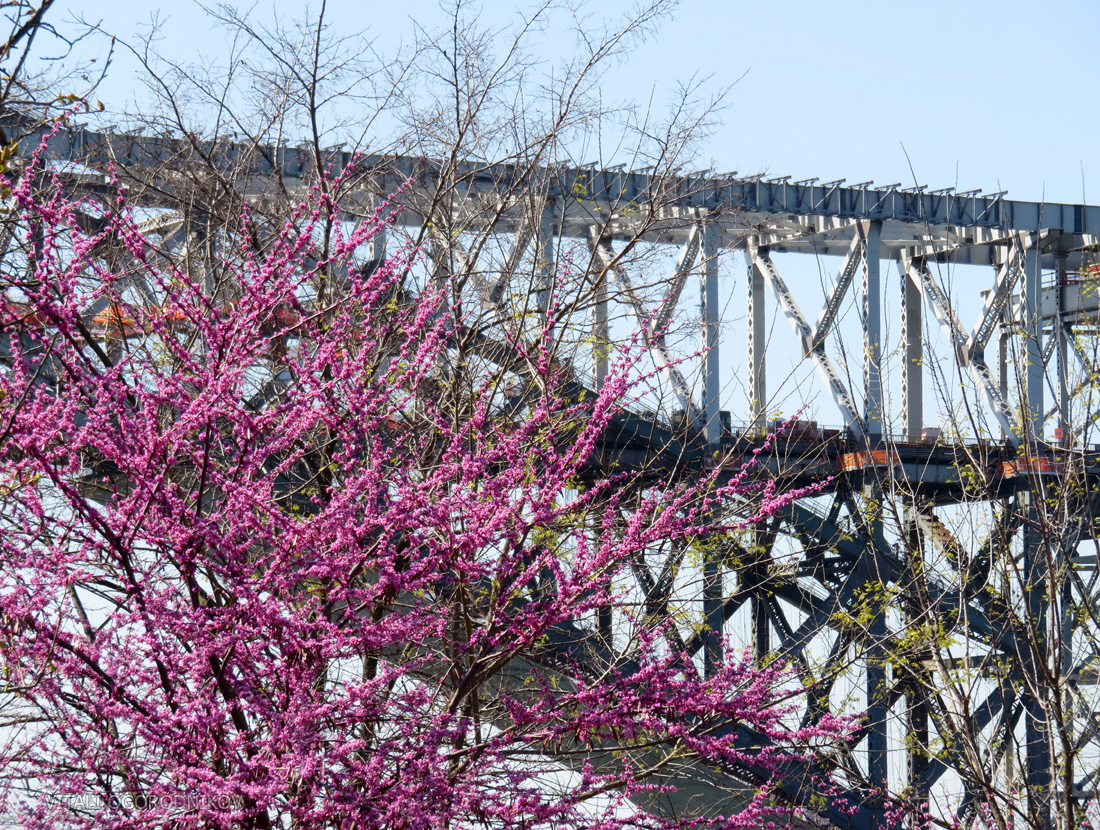 IMG_1160-bayonne-bridge-cherry-blossom-small-wmark