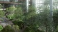 Rendering of the Ford Foundation atrium, 320 East 43rd Street