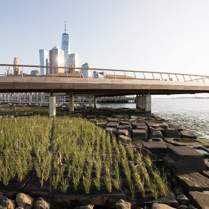 Pier 26 overlook - Max Guliani for Hudson River Park