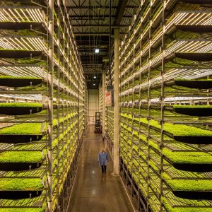 View inside an AeroFarms vertical farm - Photo courtesy of AeroFarms and the Jersey City Housing Authority