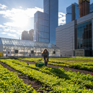 A farmer from Brooklyn Grange harvesting the very first crops at the Javits Center rooftop farm