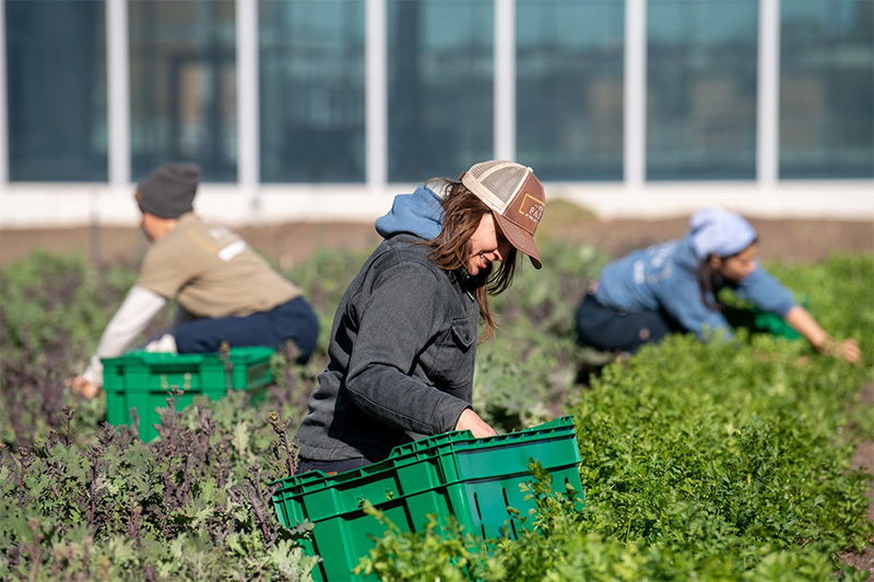Farmers from Brooklyn Grange harvesting the very first crops at the Javits Center rooftop farm